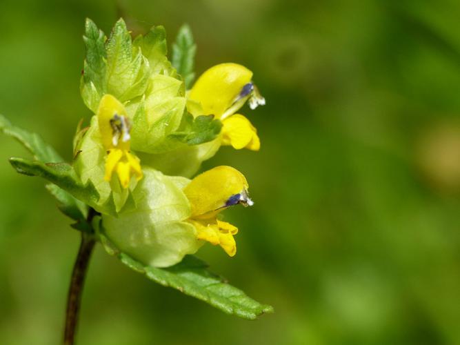 Petit Rhinanthe (Rhinanthus minor) © Morvan Debroize