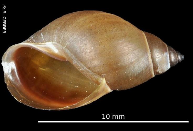 Stagnicola fuscus © R. GERBER