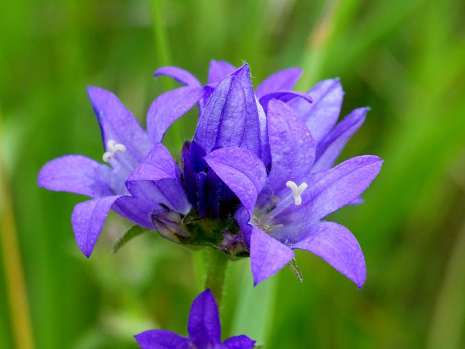 Campanule agglomérée (Campanula glomerata) © Morvan Debroize