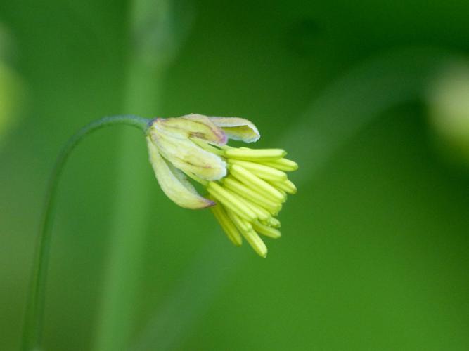 Petit pigamon (Thalictrum minus) © Morvan Debroize