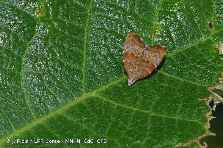 Choreutis nemorana © J. Piolain (LPR Corse - MNHN, CdC, OFB)
