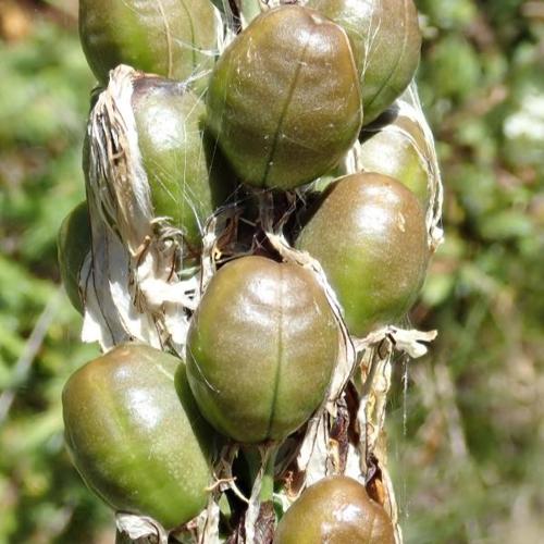 Asphodelus albus subsp. delphinensis &copy; H. TINGUY