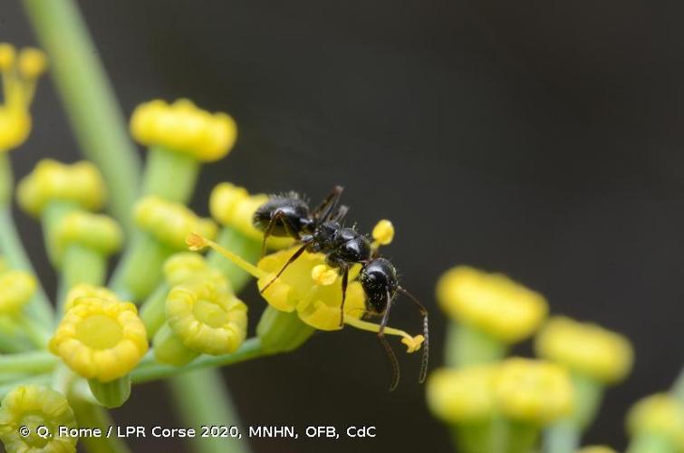 Camponotus piceus © Q. Rome (LPR Corse 2020, MNHN, OFB, CdC)