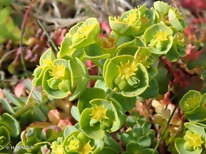Euphorbia segetalis subsp. portlandica © H. TINGUY