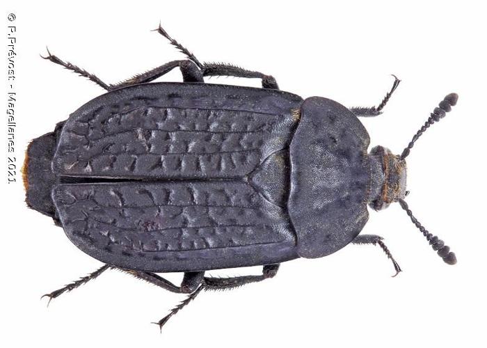 Thanatophilus rugosus © P.Prévost (Magellanes 2021)