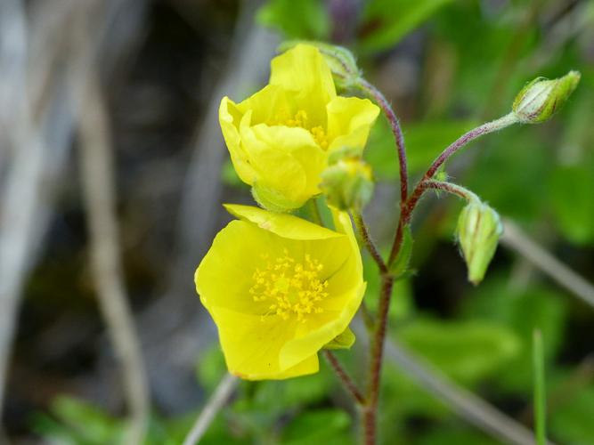 Hélianthème jaune (Helianthemum nummularium) © Morvan Debroize