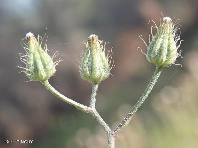 Crepis micrantha © H. TINGUY