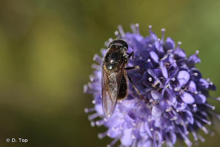 Cheilosia himantopa © D. Top