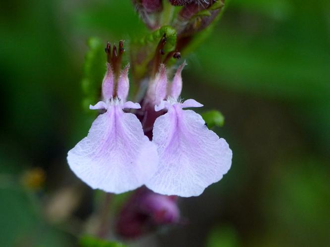 Germandrée petit-chêne (Teucrium chamaedrys), fleurs © Morvan Debroize