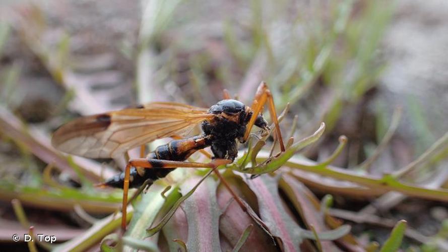 Ctenophora elegans © D. Top