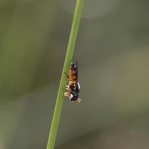 Pelecocera tricincta © D. Top