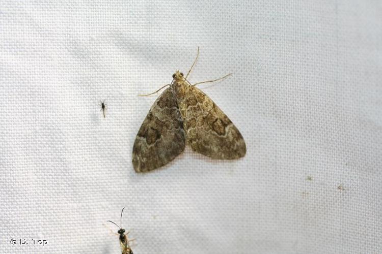 Thera variata © D. Top