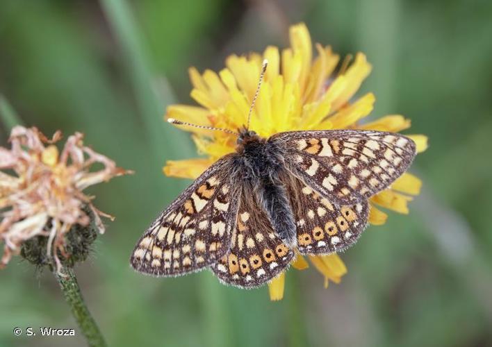 Euphydryas aurinia aurinia © S. Wroza