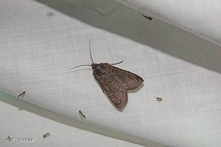 Peridroma saucia © S. Wroza