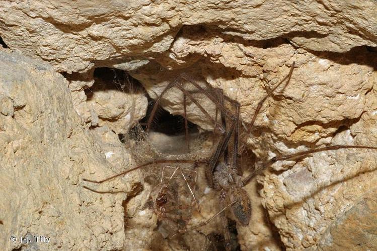 Tegenaria parietina © J-J. Tilly