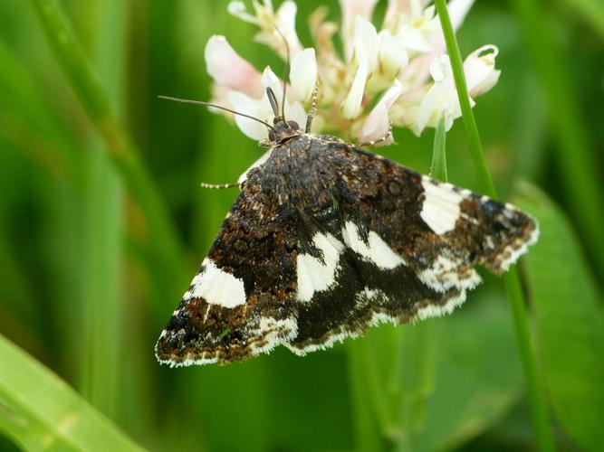 La Noctuelle en deuil  (Tyta luctuosa) © Morvan Debroize