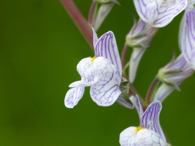 Linaire rampante (Linaria repens) © Morvan Debroize