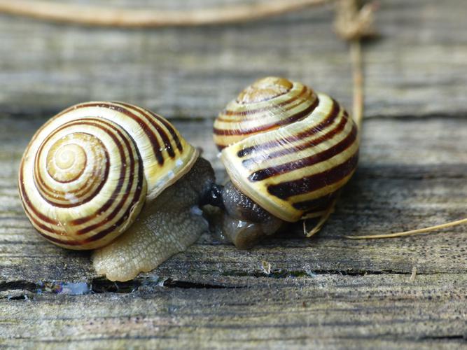 Escargot des jardins (Cepaea hortensis) © Morvan Debroize