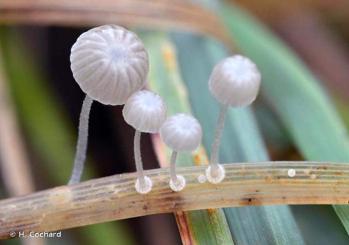 Mycena bulbosa © H. Cochard