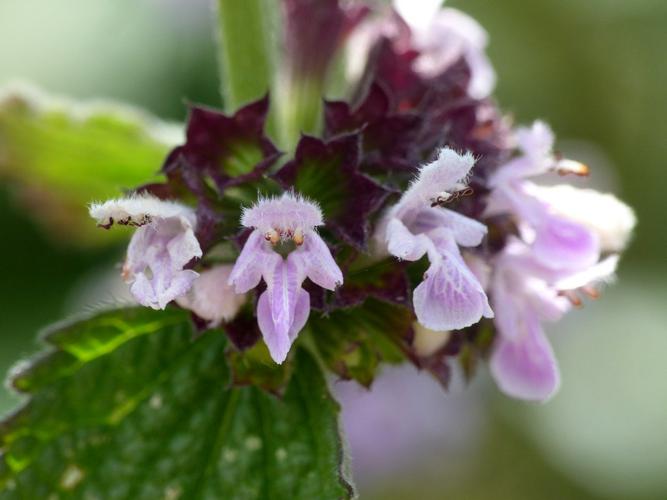 Ballote noire (Ballota nigra), fleurs © Morvan Debroize