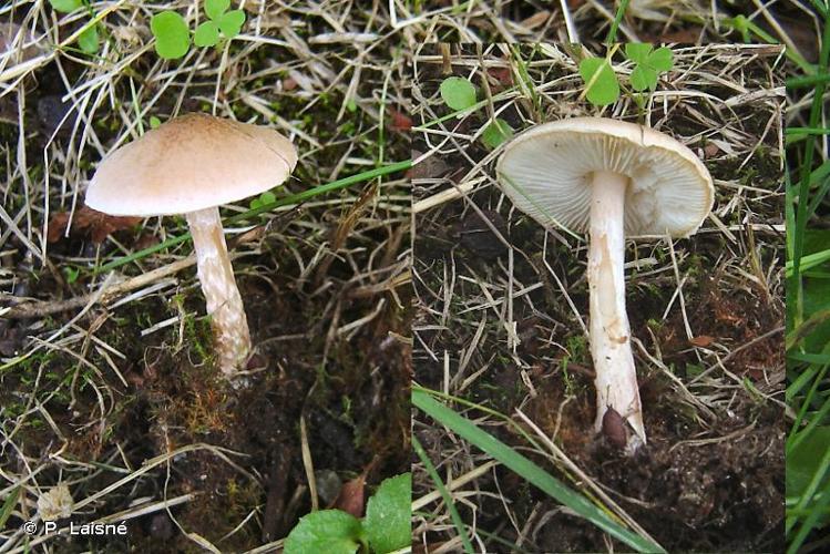 Lepiota subincarnata © P. Laisné