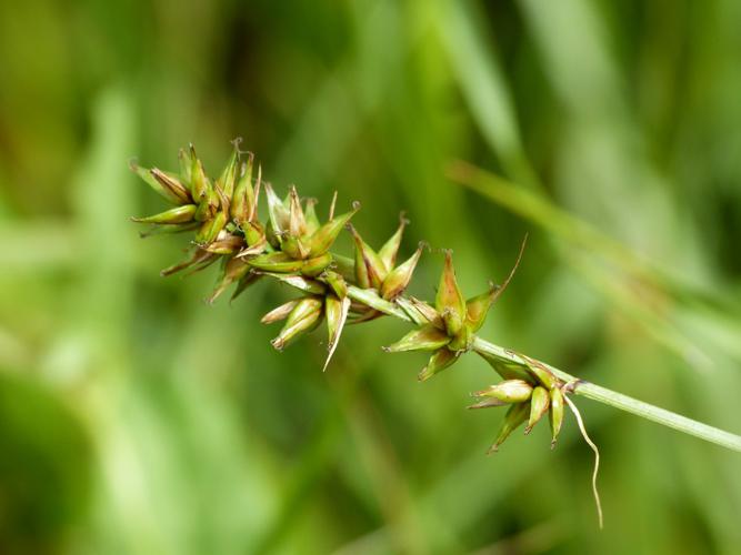 Laîche en épis (Carex spicata) © Morvan Debroize