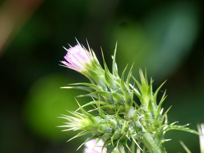 Chardon à petites fleurs (Carduus tenuiflorus) © Morvan Debroize