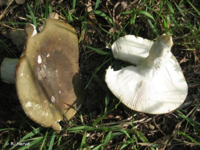 Russula heterophylla © R. Hervé