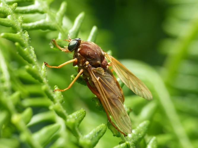 Coenomyia ferruginea © Morvan Debroize