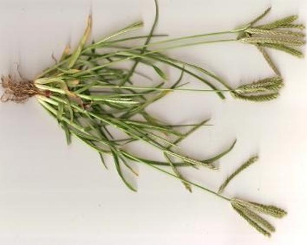 Eleusine indica © O. Escuder