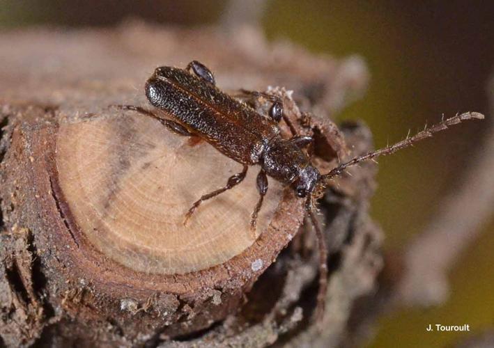 Poecilium glabratum © J. Touroult