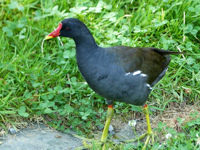 Gallinule poule-d'eau (Gallinula chloropus) © Morvan Debroize