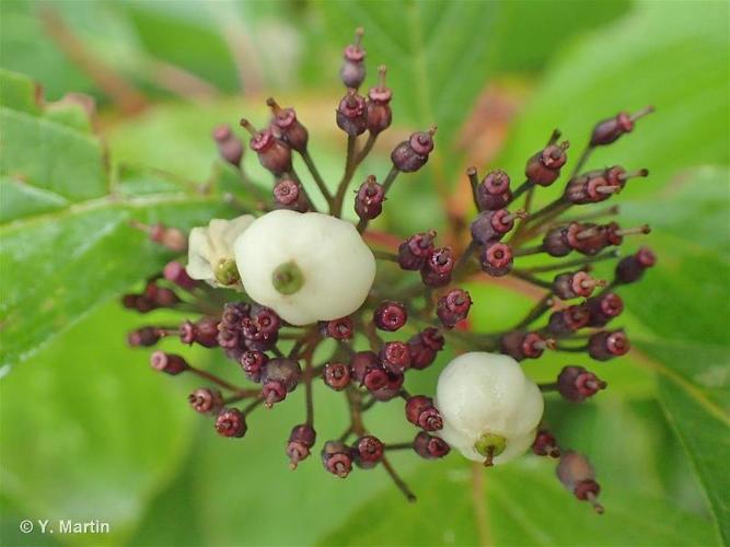 Cornus sericea © 