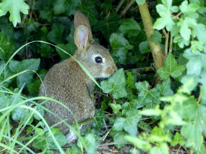 Lapin de garenne (Oryctolagus cuniculus) © Morvan Debroize