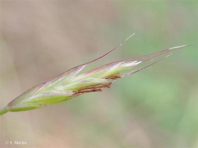 Bromus arvensis subsp. arvensis © 