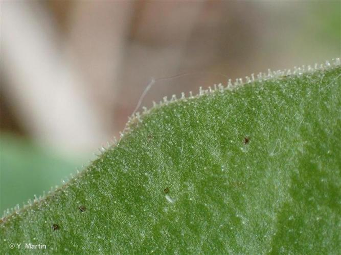 Crepis pulchra © 