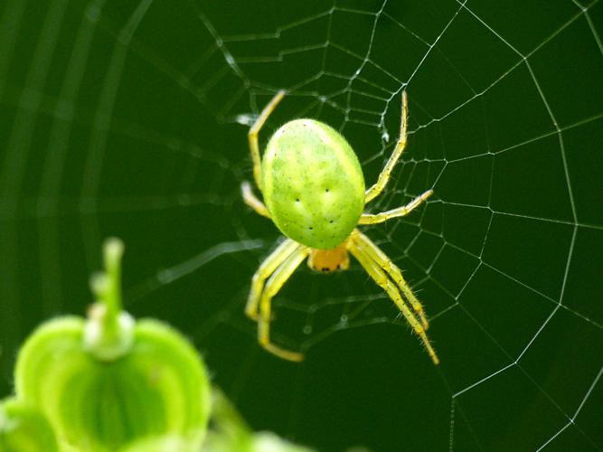 Épeire concombre (Araniella cucurbitina) © Morvan Debroize