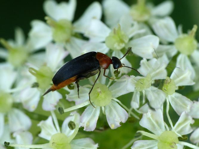 Mordellochroa abdominalis © Morvan Debroize