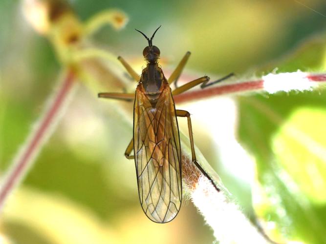 Empis punctata © Chrsitina Bot