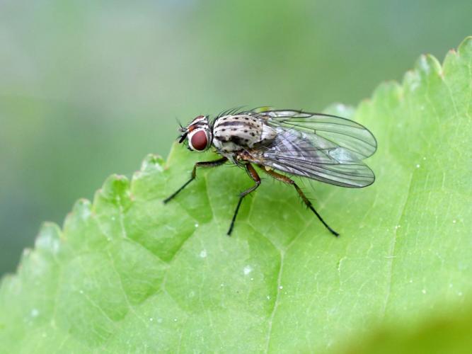 Hylemya vagans © Christina Bot