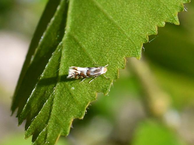 Phyllonorycter ulmifoliella © Christina Bot