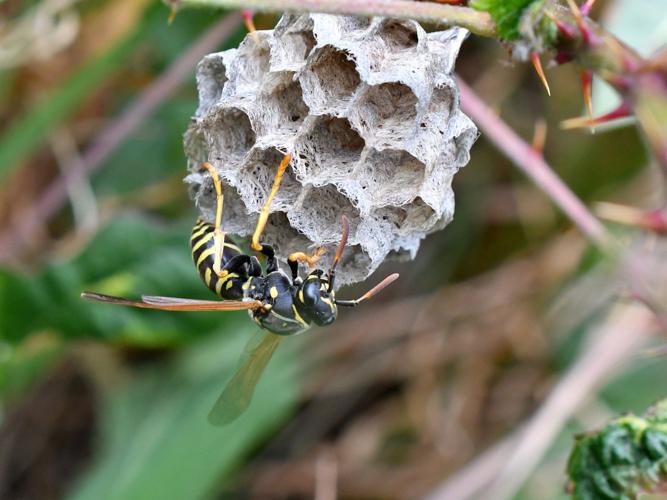Polistes nimpha © Christina Bot