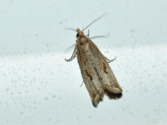 Bactra lancealana © Christina Bot