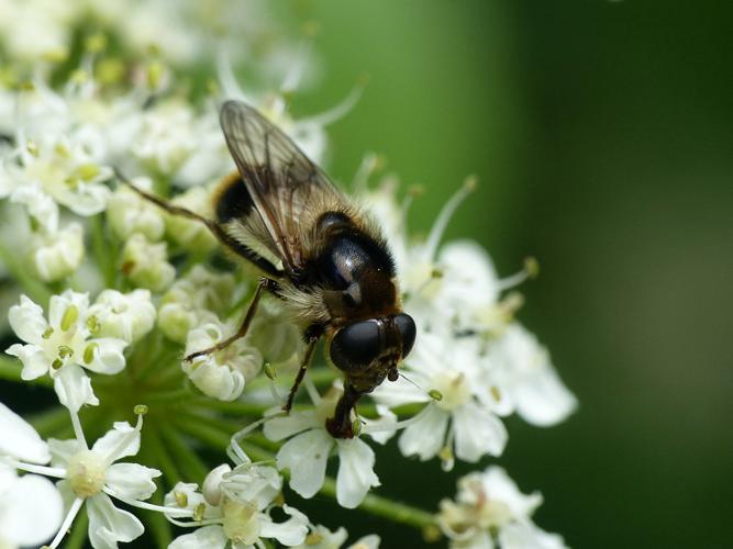 Chélosie éclairée (Cheilosia illustrata) © Morvan Debroize