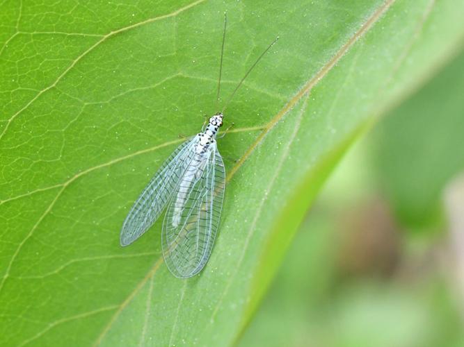 Lion des pucerons (Chrysopa perla) © Christina Bot