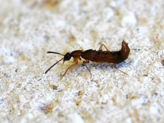 Drusilla canaliculata © Christina Bot
