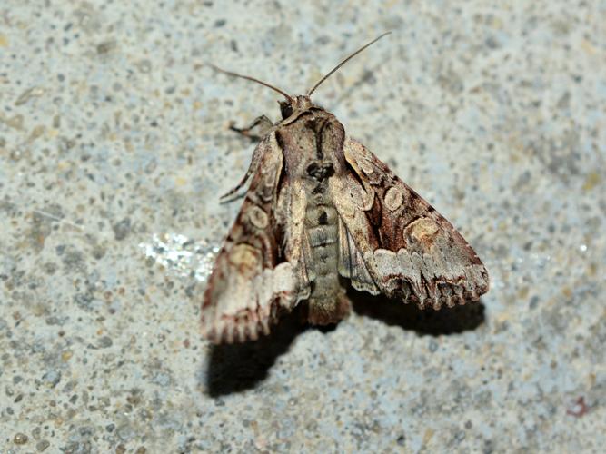 Noctuelle du Genêt (Lacanobia w-latinum) © Christina Bot