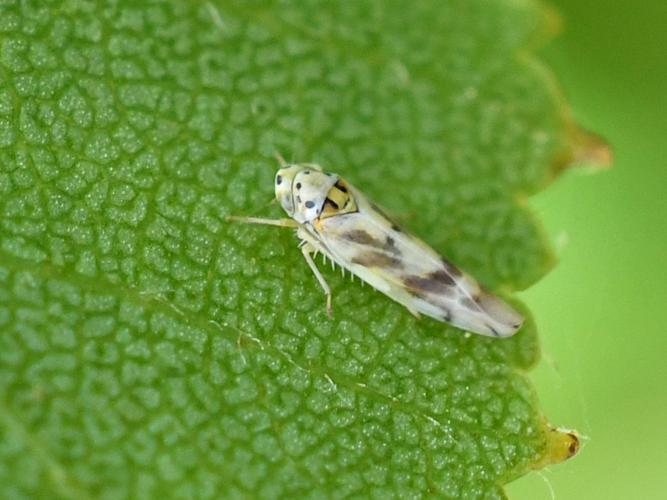 Linnavuoriana decempunctata © Christina Bot