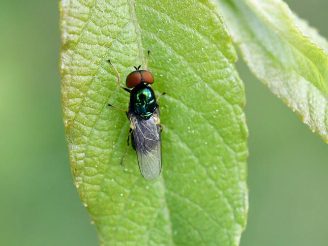 Microchrysa polita © Christina Bot