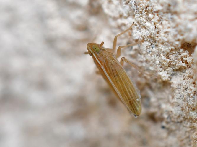 Stenocranus minutus © Christina Bot